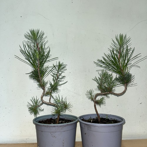 Pinus nigra maritima bonsai - pinus,