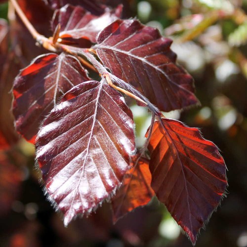 Fagus sylvatica purpurea - sylvatica, 'purpurea'