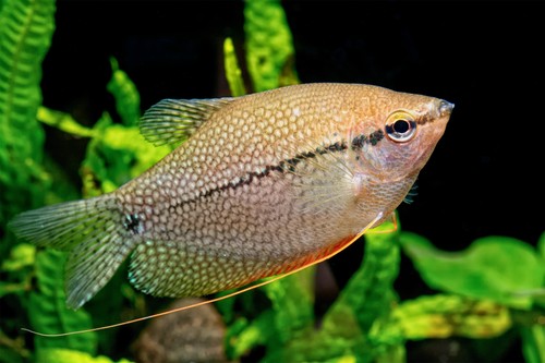 Pearl gourami freshwater live - pearl,