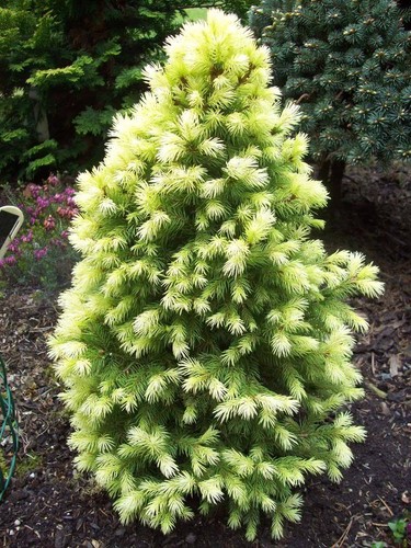 Picea glauca daisy - picea,