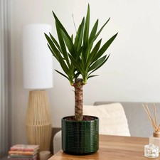 Yucca Elephantipes Spineless Yucca Live Indoor Houseplant 50-70cm in 13cm Pot