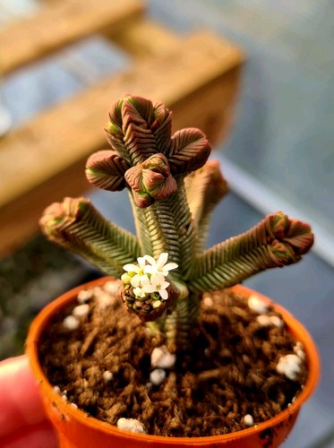 Crassula pyramidalis mini - pyramidalis,