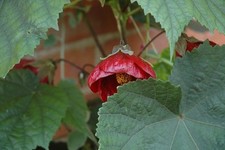 Abutilon Redisch|Exotic patio