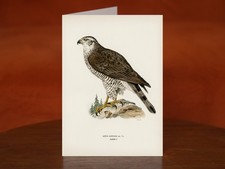Goshawk female (Accipiter