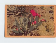 Postcard Beavertail Cactus In Bloom California USA