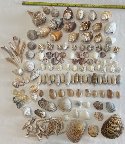 155 mix seashells shells - mix,