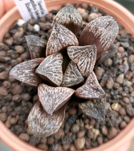 Haworthia magnifica var - magnifica,