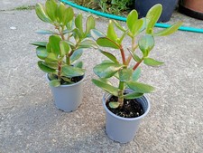 Two jade plants 9cm - two, in