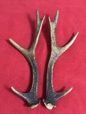 PAIR OF SIKA DEER ANTLERS 217g.   aprox. 27/27,5cm.