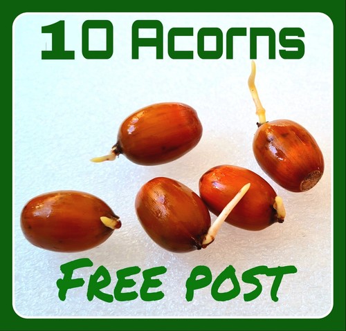Acorns germinated 2025 - acorns, 10