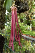 Rare Bulbophyllum plumatum