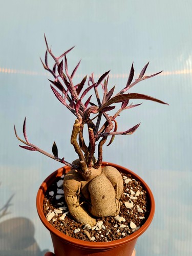 Monadenium montanum var