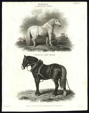 Antique print-NATURAL HISTORY-HORSE-SHETLAND PONY-CART-Rees-1820