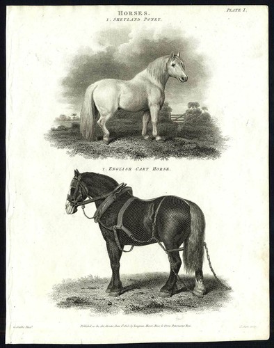Antique print natural - antique, print-natural