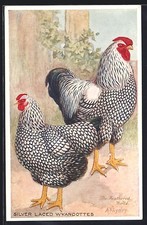 Artist Postcard Chicken Breed