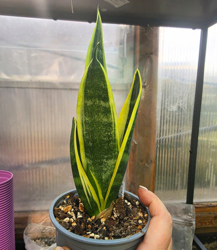 Sansevieria golden flame snake - sansevieria,