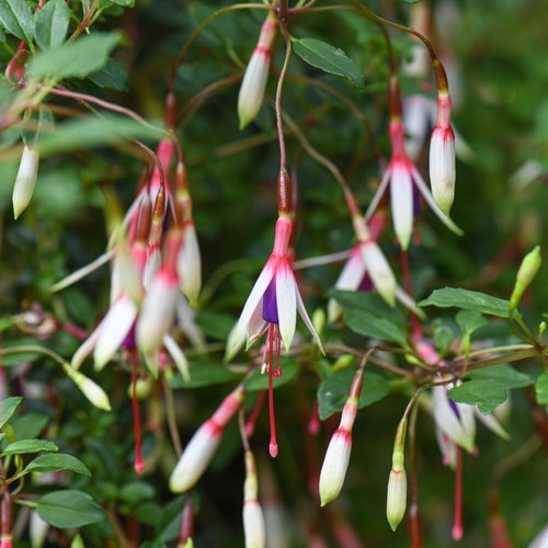 Hardy fuchsia arauco 1x - hardy,