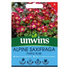 Alpine Saxifraga Purple Robe |