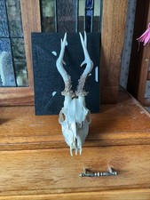 Roe Deer skull with antlers