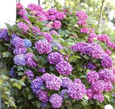 HYDRANGEA - Mophead LARGE -5