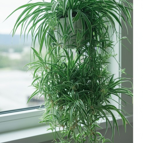 Spider plants cut rooted - 3,