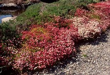 Saxifraga arendsii Mixed