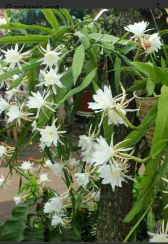 Epiphyllum oxepetalum orchid - epiphyllum,