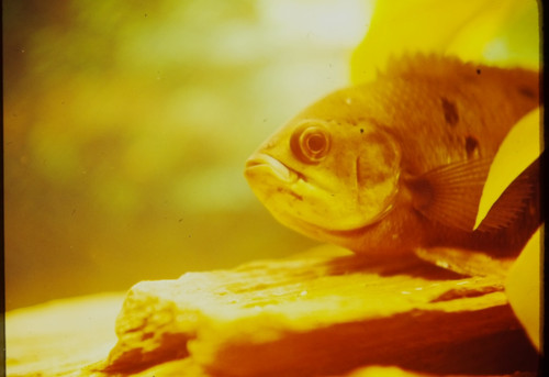 1969 close oscar - 1969, cichlid