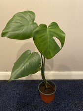 Monstera Deliciosa Swiss