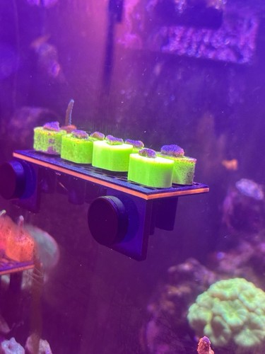 Printed magnetic coral frag - printed,