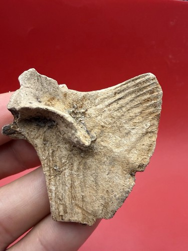 Oligocene fossil fish hypural - oligocene,
