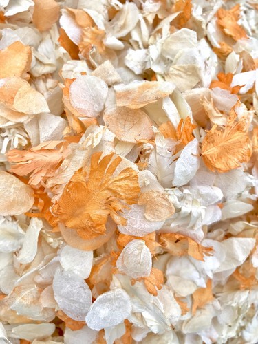 Orange ivory dried - orange,