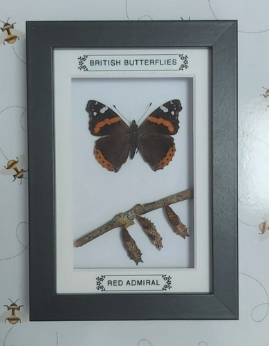 Taxidermy real framed - taxidermy, british