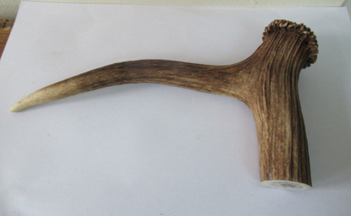Red deer stag antler - red,