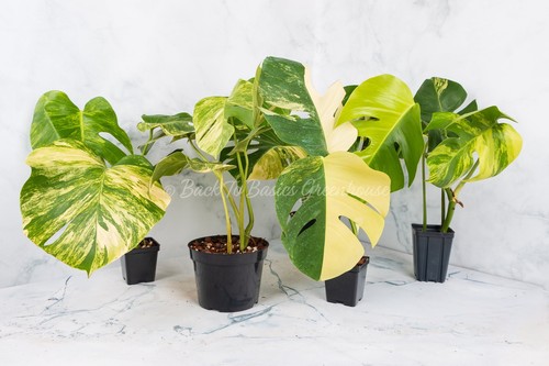 Monstera aurea cutting - aurea,