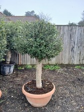 Olive Tree Standard Lollipop Approx 5-ft+ Tall 90L UK Hardy EXTRA LARGE trunk