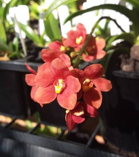 Rare sarcochilus kulnura taser - kulnura,