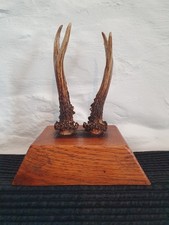 Mounted Deer Antlers Scottish Gift