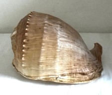 Large Helmet Sea Snail Natural