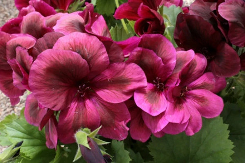 Regal pelargonium aldwyck - pelargonium,