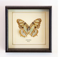 Real Stelenes Butterfly Hand Set and Framed In UK Beautiful Gift - Taxidermy