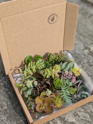 Quality assortment sedum - assortment, of