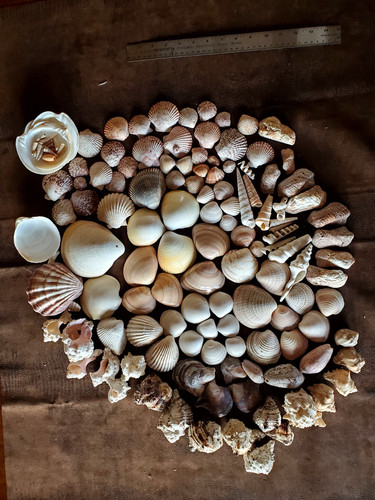Assorted seashell lot 7lb - lot,