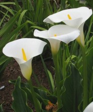 ZANTEDESCHIA AETHIOPICA - 5 x