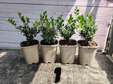 4 x 9cm Ilex Crenata ' Jenny'