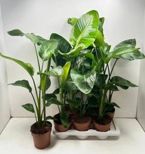 XXL ‘Bird Of Paradise’  Strelitzia Nicolai, Established, House Plant, 17cm Pot