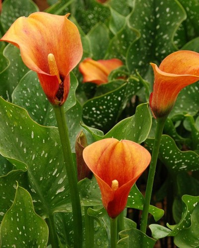 Three mango coloured calla - three,