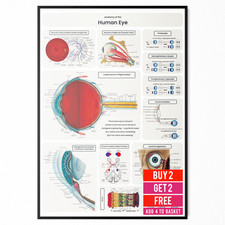 Eye Anatomy Poster Detailed