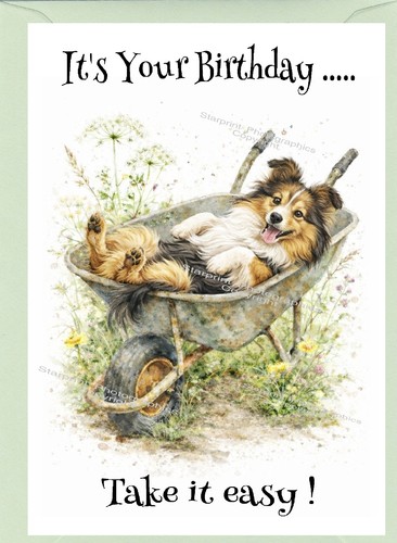 Shetland sheepdog sheltie - /,