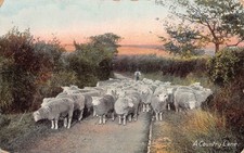 Sheep A Country Lane Postcard By Wildt & Kray 1152 c1907